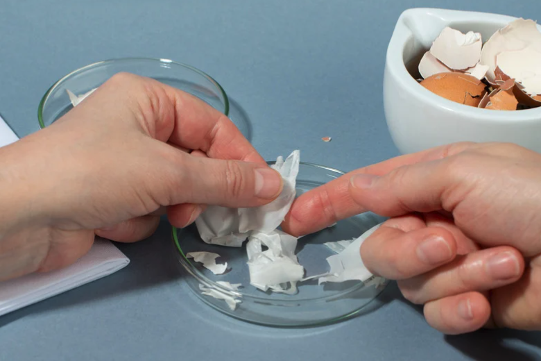 Processus d'extraction des membranes d'œufs